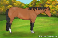 Horse Color:Bay Tobiano 