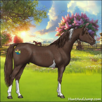 Horse Color:Liver Chestnut Tobiano 