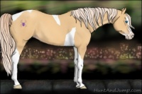 Horse Color:Gold Cream Champagne Splash Tobiano 