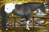 Horse Color:Black Appaloosa