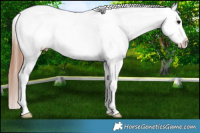 Horse Color:Black Near Leopard 