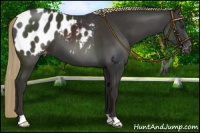 Horse Color:Liver Chestnut Appaloosa