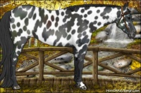 Horse Color:Black Near Leopard 