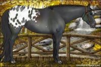 Horse Color:Black Appaloosa 