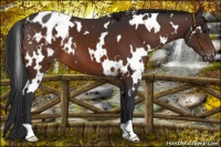 Horse Color:White Spotted Brown Appaloosa