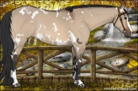Horse Color:White Spotted Bay Dun Sabino Rabicano