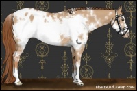 Horse Color:White Spotted Red Dun Sabino Frame Appaloosa Rabicano 