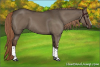 Horse Color:White Spotted Liver Red Dun Sabino 