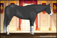 Horse Color:Black Splash 