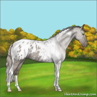 Horse Color:Silver Grullo Roan Tobiano Appaloosa 