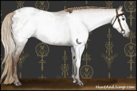 Horse Color:Gray Chestnut Appaloosa 