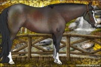 Horse Color:Brown Sabino