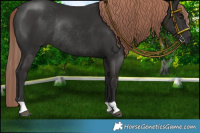 Horse Color:Liver Chestnut Rabicano 