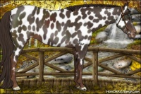 Horse Color:Liver Chestnut Near Leopard 
