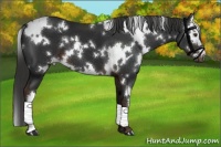 Horse Color:White Spotted Liver Chestnut 