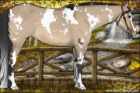 Horse Color:White Spotted Brown Dun Sabino 