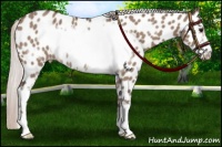 Horse Color:Silver Grullo Sabino Frame Near Leopard Rabicano