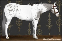 Horse Color:White Spotted Grullo Roan Blanket 