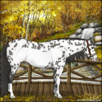 Horse Color:Grullo Roan Frame Near Leopard 