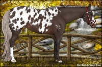 Horse Color:Silver Brown Appaloosa