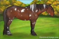 Horse Color:White Spotted Liver Chestnut Sabino Rabicano 