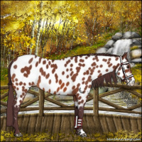 Horse Color:Chocolate Brown Appaloosa 