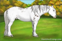 Horse Color:Liver Chestnut Sabino Rabicano 