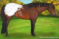 Horse Color:Bay Snowcap 