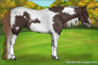 Horse Color:Liver Chestnut Tobiano Frame 