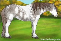 Horse Color:Liver Red Dun Ice Sabino Splash Tobiano 