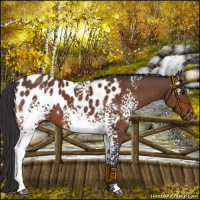 Horse Color:White Spotted Bay Appaloosa 