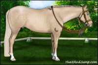 Horse Color:Chocolate Palomino Pearl