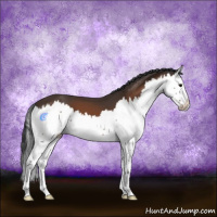 Horse Color:Bay Splash 