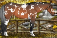 Horse Color:White Spotted Bay 
