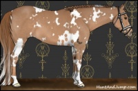 Horse Color:White Spotted Chestnut 