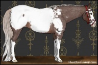 Horse Color:Silver Brown Roan Sabino Splash Snowcap