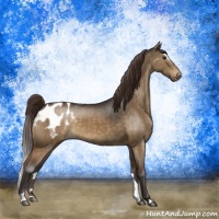 Horse Color:Buckskin Dun Sabino Blanket Brindle
