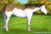 Horse Color:Buckskin Splash 