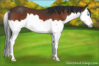 Horse Color:Brown Splash 