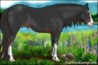 Horse Color:Liver Chestnut Sabino Varnish