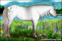 Horse Color:Gray Liver Chestnut Appaloosa