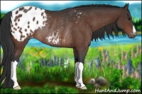 Horse Color:Brown Blanket Rabicano