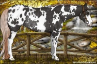 Horse Color:White Spotted Liver Chestnut Sabino Blanket Rabicano 