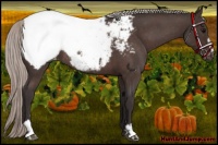 Horse Color:Silver Brown Roan Sabino Appaloosa Rabicano 