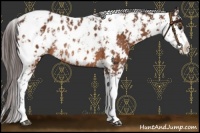 Horse Color:Buckskin Sabino Appaloosa Rabicano