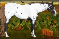 Horse Color:Liver Chestnut Sabino Appaloosa
