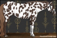 Horse Color:Liver Chestnut Appaloosa Rabicano