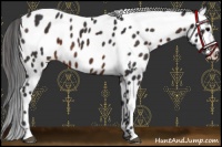 Horse Color:Brown Sabino Appaloosa