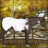 Horse Color:White Spotted Liver Chestnut Snowcap 
