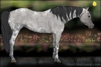 Horse Color:Blue Ice Roan  and Grullo Ice Roan 